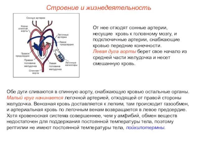 Строение и жизнедеятельность От нее отходят сонные артерии, несущие кровь