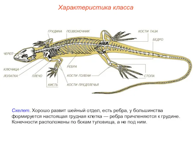 Характеристика класса Скелет. Хорошо развит шейный отдел, есть ребра, у