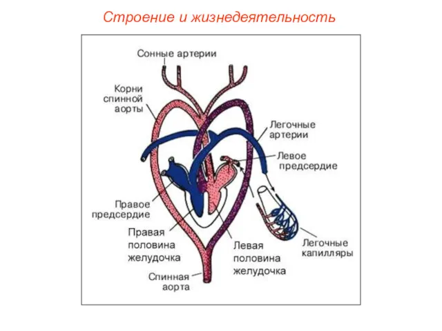 Строение и жизнедеятельность