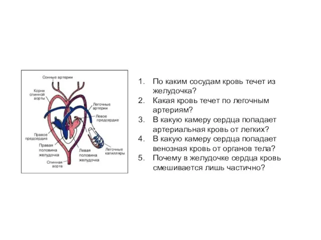 По каким сосудам кровь течет из желудочка? Какая кровь течет