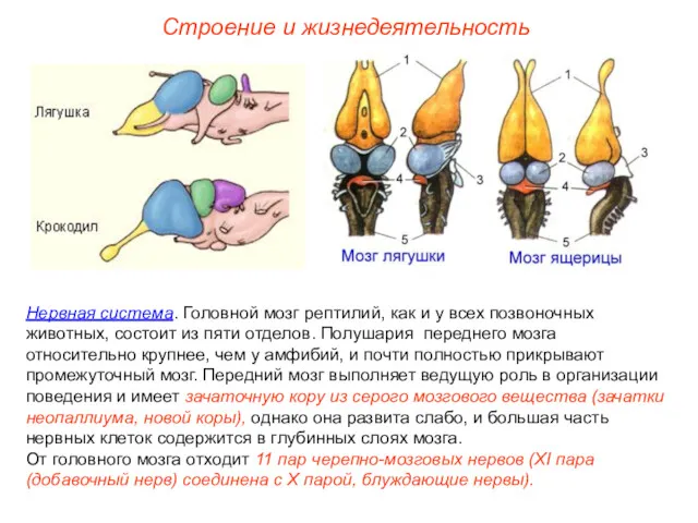 Строение и жизнедеятельность Нервная система. Головной мозг рептилий, как и