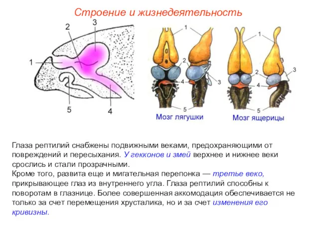 Строение и жизнедеятельность Глаза рептилий снабжены подвижными веками, предохраняющими от