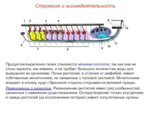 Строение и жизнедеятельность Продуктом выделения почек становится мочевая кислота, так