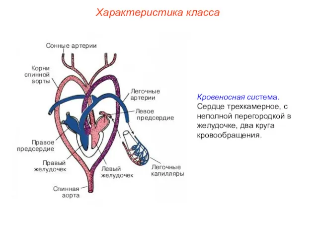 Характеристика класса Кровеносная система. Сердце трехкамерное, с неполной перегородкой в желудочке, два круга кровообращения.