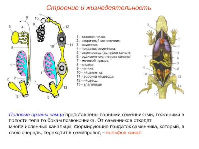 Строение и жизнедеятельность Половые органы самца представлены парными семенниками, лежащими