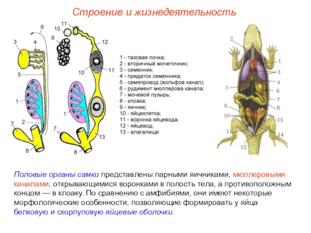 Строение и жизнедеятельность Половые органы самки представлены парными яичниками, мюллеровыми