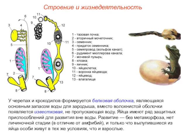 Строение и жизнедеятельность У черепах и крокодилов формируется белковая оболочка,