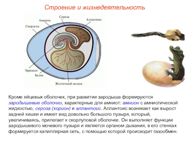 Строение и жизнедеятельность Кроме яйцевых оболочек, при развитии зародыша формируются