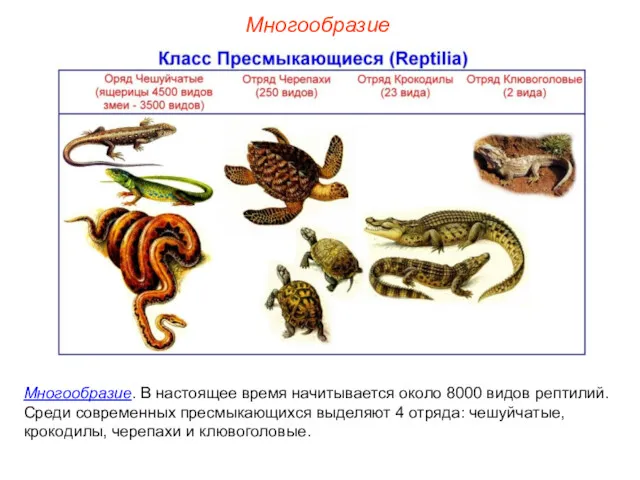 Многообразие Многообразие. В настоящее время начитывается около 8000 видов рептилий.