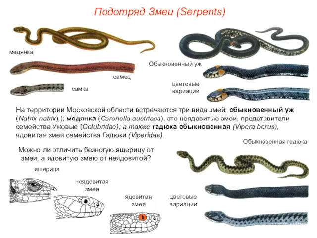 Подотряд Змеи (Serpents) На территории Московской области встречаются три вида