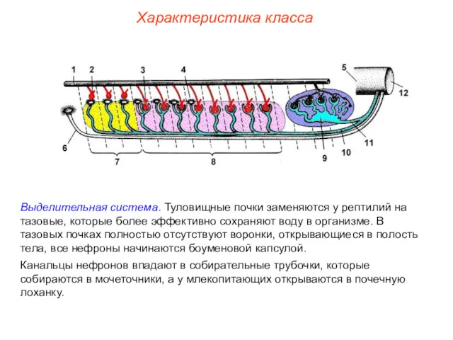 Характеристика класса Выделительная система. Туловищные почки заменяются у рептилий на