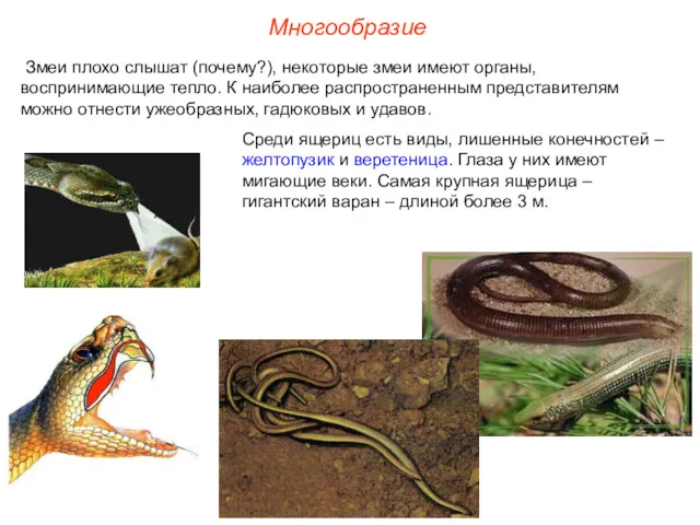 Многообразие Змеи плохо слышат (почему?), некоторые змеи имеют органы, воспринимающие