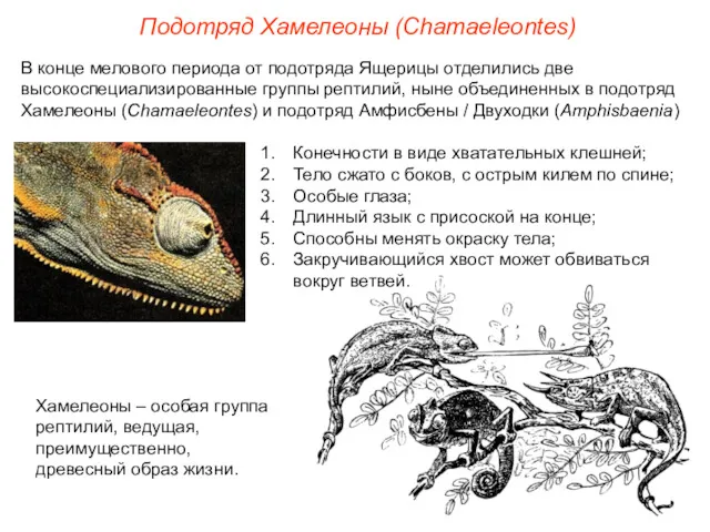 Подотряд Хамелеоны (Chamaeleontes) В конце мелового периода от подотряда Ящерицы