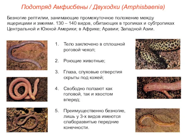 Подотряд Амфисбены / Двуходки (Amphisbaenia) Безногие рептилии, занимающие промежуточное положение