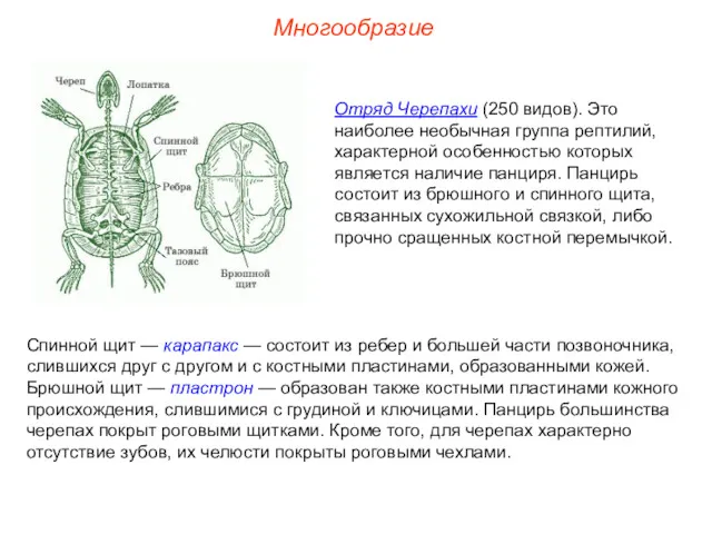 Многообразие Отряд Черепахи (250 видов). Это наиболее необычная группа рептилий,