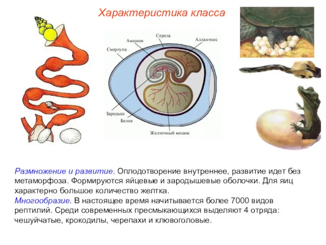 Характеристика класса Размножение и развитие. Оплодотворение внутреннее, развитие идет без