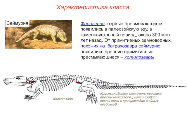 Характеристика класса Филогения: первые пресмыкающиеся появились в палеозойскую эру, в