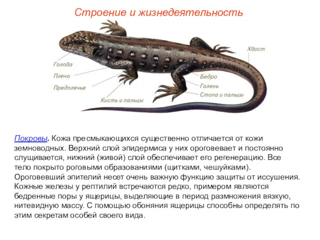 Строение и жизнедеятельность Покровы. Кожа пресмыкающихся существенно отличается от кожи