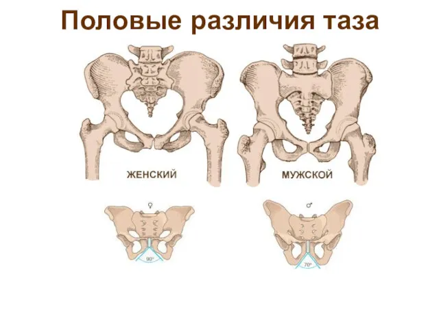 Половые различия таза