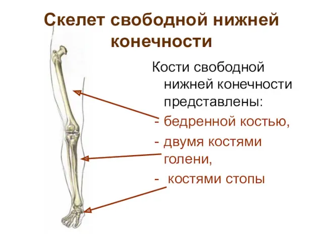 Скелет свободной нижней конечности Кости свободной нижней конечности представлены: бедренной костью, двумя костями голени, костями стопы