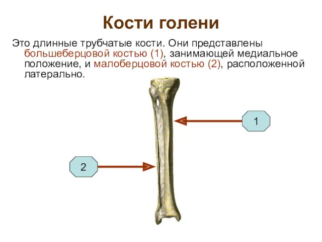 Кости голени Это длинные трубчатые кости. Они представлены большеберцовой костью