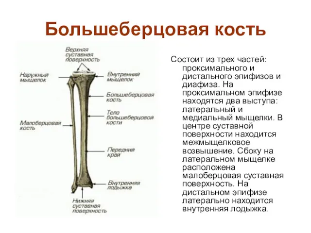 Большеберцовая кость Состоит из трех частей: проксимального и дистального эпифизов