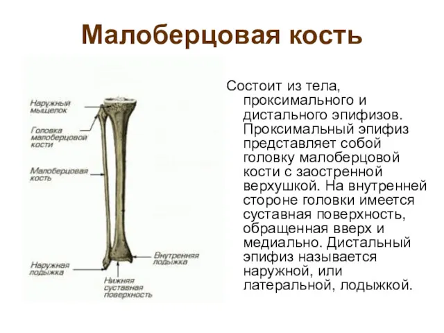Малоберцовая кость Состоит из тела, проксимального и дистального эпифизов. Проксимальный