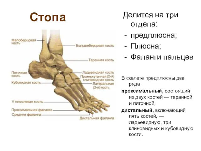 Стопа Делится на три отдела: предплюсна; Плюсна; Фаланги пальцев В