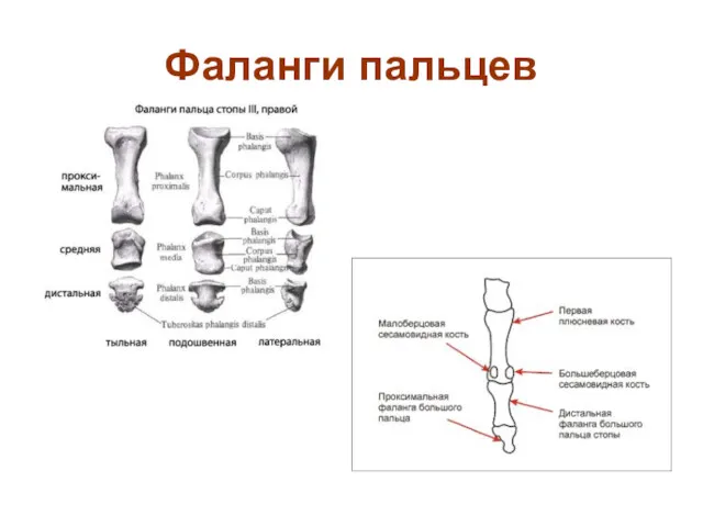 Фаланги пальцев