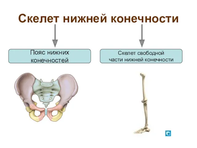 Скелет нижней конечности Пояс нижних конечностей Скелет свободной части нижней конечности