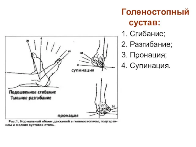 Голеностопный сустав: 1. Сгибание; 2. Разгибание; 3. Пронация; 4. Супинация.