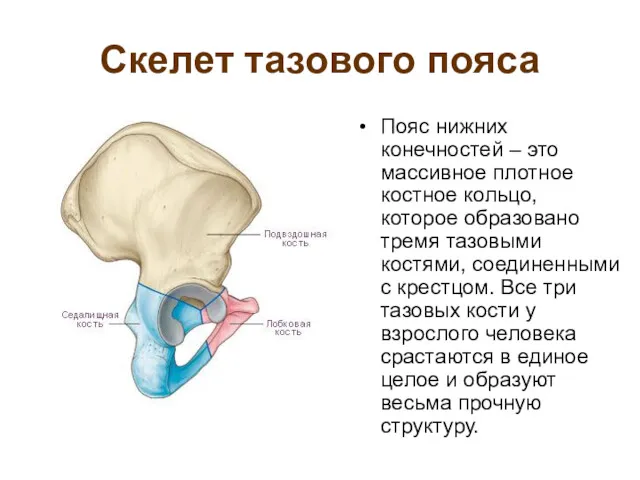 Скелет тазового пояса Пояс нижних конечностей – это массивное плотное