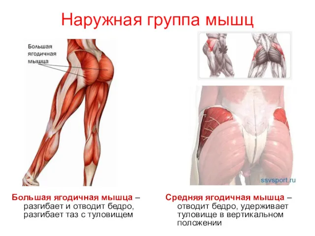 Наружная группа мышц Большая ягодичная мышца – разгибает и отводит