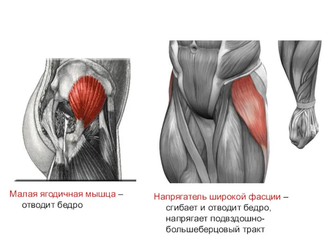 Малая ягодичная мышца – отводит бедро Напрягатель широкой фасции –