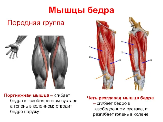 Мышцы бедра Передняя группа Портняжная мышца – сгибает бедро в