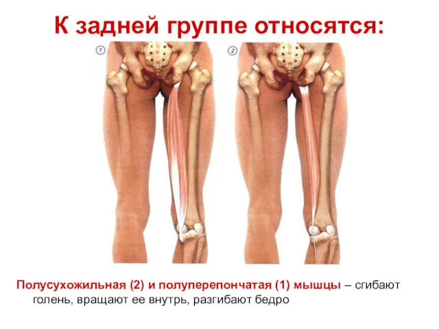 К задней группе относятся: Полусухожильная (2) и полуперепончатая (1) мышцы