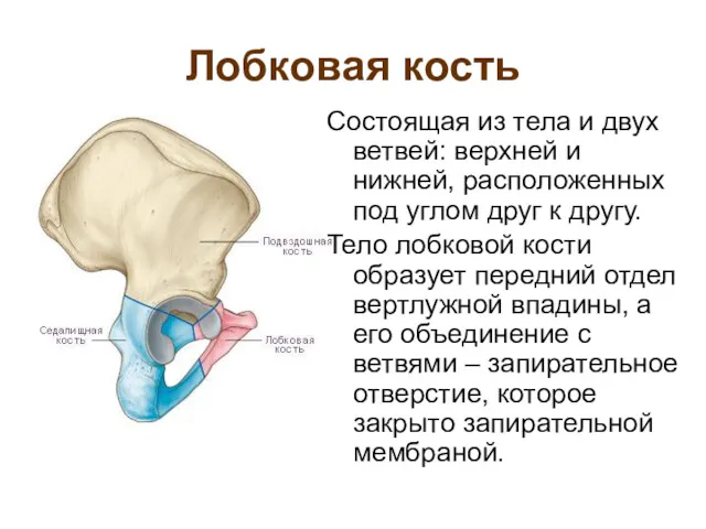 Лобковая кость Состоящая из тела и двух ветвей: верхней и