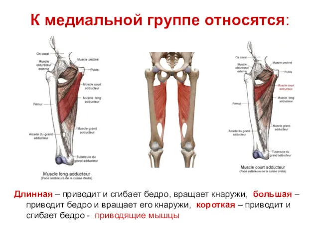 К медиальной группе относятся: Длинная – приводит и сгибает бедро,