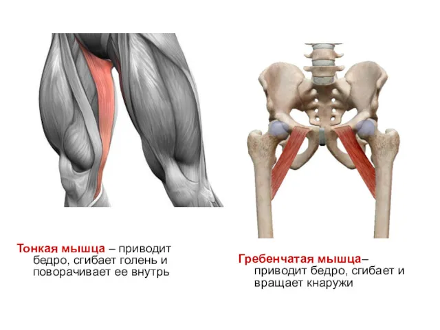 Тонкая мышца – приводит бедро, сгибает голень и поворачивает ее