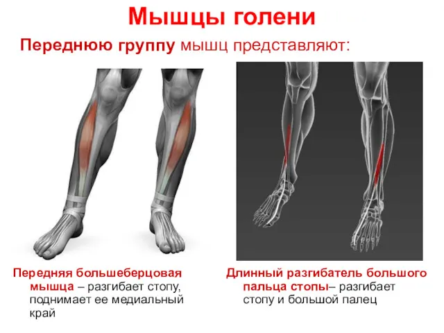 Мышцы голени Переднюю группу мышц представляют: Передняя большеберцовая мышца –