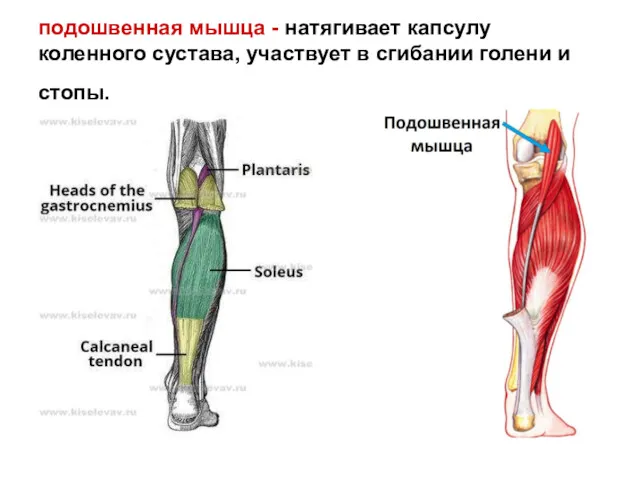 подошвенная мышца - натягивает капсулу коленного сустава, участвует в сгибании голени и стопы.