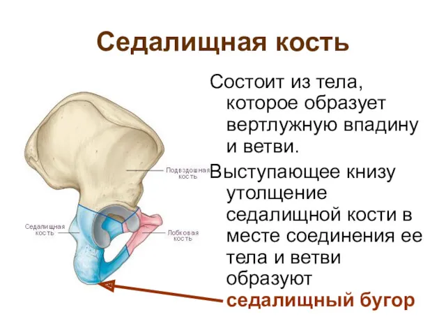 Седалищная кость Состоит из тела, которое образует вертлужную впадину и