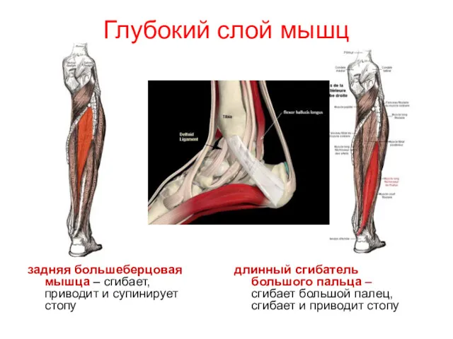 Глубокий слой мышц задняя большеберцовая мышца – сгибает, приводит и