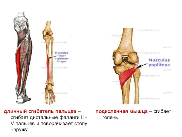 длинный сгибатель пальцев – сгибает дистальные фаланги II - V