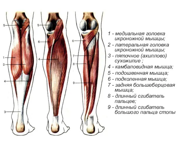 1 - медиальная головка икроножной мышцы; 2 - латеральная головка