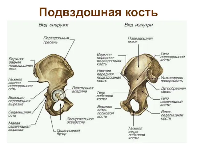 Подвздошная кость