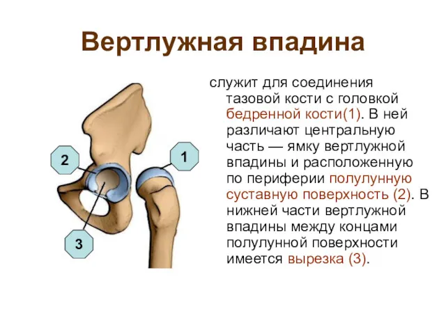 Вертлужная впадина служит для соединения тазовой кости с головкой бедренной