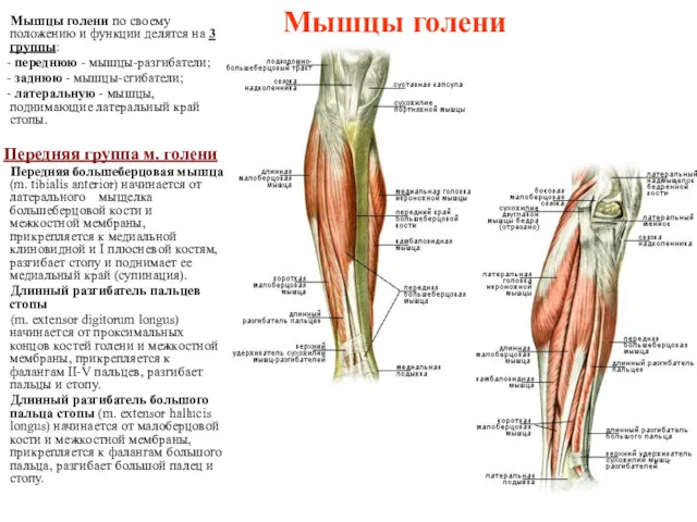 Мышцы голени Мышцы голени по своему положению и функции делятся