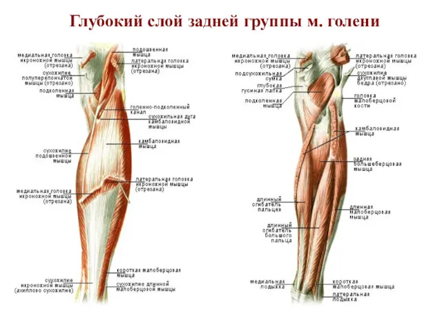 Глубокий слой задней группы м. голени