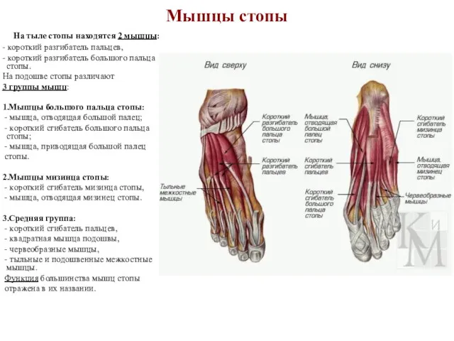 Мышцы стопы На тыле стопы находятся 2 мышцы: - короткий